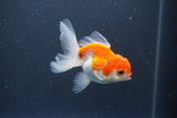 Juvenile Thai Oranda  Red White 3.5 Inch (ID#1015To13b-78) Free2Day SHIPPING