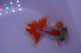 Butterfly  Red White 3.5 Inch (ID#304B8b-53) Free2Day SHIPPING