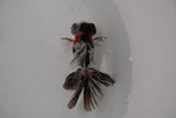 Butterfly  Calico 3.5 Inch (ID#1231B8b-37) Free2Day SHIPPING