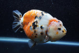 Jumbo Milk Cow Ranchu  Calico 5 Inch (ID#1206R9a-113)