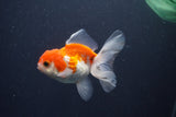 Juvenile Thai Oranda  Red White 3.5 Inch (ID#1015To13b-78) Free2Day SHIPPING