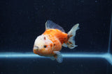 Yuan Bao Oranda  Calico 4 Inch (ID#1220Yb10b-66) Free2Day SHIPPING