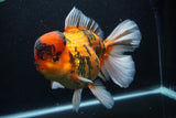 Giant Thai Oranda  Calico 8.5 Inch (ID#1227T13a-109)