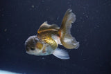 Juvenile Thai Oranda  Panda 3.5 Inch (ID#1008To13b-91) Free2Day SHIPPING