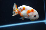 Milk Cow Ranchu  Calico 4 Inch (ID#1112R9a-52) Free2Day SHIPPING