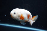 Milk Cow Ranchu  Calico 4 Inch (ID#1112R9a-52) Free2Day SHIPPING