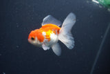 Juvenile Thai Oranda  Red White 3.5 Inch (ID#1015To13b-78) Free2Day SHIPPING