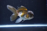 Juvenile Thai Oranda  Panda 3.5 Inch (ID#1008To13bPT4-91) Free2Day SHIPPING