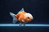 Yuan Bao Oranda  Calico 4 Inch (ID#1220Yb10b-66) Free2Day SHIPPING