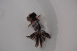 Butterfly  Calico 3.5 Inch (ID#1231B8b-37) Free2Day SHIPPING