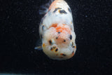 Jumbo Milk Cow Ranchu  Calico 5 Inch (ID#1206R9a-113)