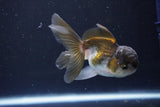 Juvenile Thai Oranda  Panda 3.5 Inch (ID#1008To13b-91) Free2Day SHIPPING