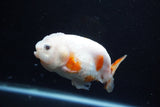 Milk Cow Ranchu  Calico 4 Inch (ID#1112R9a-52) Free2Day SHIPPING