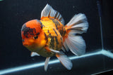 Giant Thai Oranda  Calico 8.5 Inch (ID#1227T13a-109)