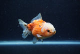 Yuan Bao Oranda  Calico 4 Inch (ID#1220Yb10b-66) Free2Day SHIPPING