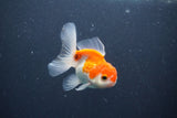 Juvenile Thai Oranda  Red White 3.5 Inch (ID#1015To13b-78) Free2Day SHIPPING