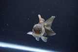 Juvenile Thai Oranda  Panda 3.5 Inch (ID#1008To13b-91) Free2Day SHIPPING