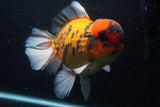 Giant Thai Oranda  Calico 8.5 Inch (ID#1227T13a-109)