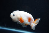 Milk Cow Ranchu  Calico 4 Inch (ID#1112R9a-52) Free2Day SHIPPING