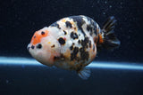 Jumbo Milk Cow Ranchu  Calico 4.5 Inch (ID#1210R9a-114)