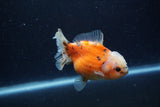 Yuan Bao Oranda  Calico 4 Inch (ID#1220Yb10b-66) Free2Day SHIPPING