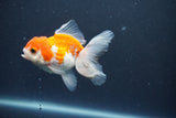 Juvenile Thai Oranda  Red White 3.5 Inch (ID#1015To13b-78) Free2Day SHIPPING