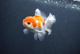 Juvenile Thai Oranda  Red White 3.5 Inch (ID#1015To13b-78) Free2Day SHIPPING