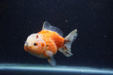 Yuan Bao Oranda  Calico 4 Inch (ID#1220Yb10b-66) Free2Day SHIPPING