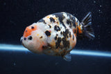 Jumbo Milk Cow Ranchu  Calico 4.5 Inch (ID#1210R9a-114)