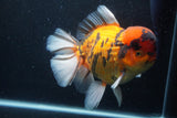 Giant Thai Oranda  Calico 8.5 Inch (ID#1227T13a-109)