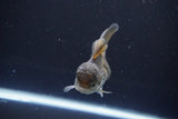 Juvenile Thai Oranda  Panda 3.5 Inch (ID#1008To13bPT4-91) Free2Day SHIPPING