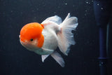 Thai Oranda  Red Cap 5.5 Inch (ID#830To13a-52) Free2Day SHIPPING