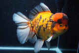 Giant Thai Oranda  Calico 8.5 Inch (ID#1227T13a-109)