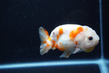 Milk Cow Ranchu  Calico 4 Inch (ID#1112R9a-52) Free2Day SHIPPING