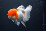 Thai Oranda  Red Cap 5.5 Inch (ID#830To13a-52) Free2Day SHIPPING