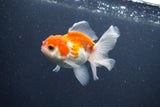 Juvenile Thai Oranda  Red White 3.5 Inch (ID#1015To13b-78) Free2Day SHIPPING