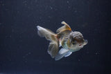 Juvenile Thai Oranda  Panda 3.5 Inch (ID#1008To13bPT4-91) Free2Day SHIPPING