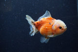 Yuan Bao Oranda  Calico 4 Inch (ID#1220Yb10b-66) Free2Day SHIPPING