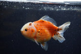 Yuan Bao Oranda  Calico 4 Inch (ID#1220Yb10b-66) Free2Day SHIPPING