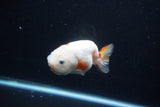 Milk Cow Ranchu  Calico 4 Inch (ID#1112R9a-52) Free2Day SHIPPING