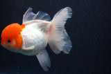 Thai Oranda  Red Cap 5.5 Inch (ID#830To13a-52) Free2Day SHIPPING