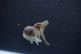 Juvenile Thai Oranda  Panda 3.5 Inch (ID#1008To13b-91) Free2Day SHIPPING