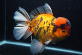 Giant Thai Oranda  Calico 8.5 Inch (ID#1227T13a-109)