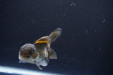 Juvenile Thai Oranda  Panda 3.5 Inch (ID#1008To13bPT4-91) Free2Day SHIPPING