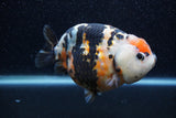 Jumbo Milk Cow Ranchu  Calico 4.5 Inch (ID#1210R9a-114)