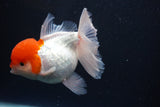 Thai Oranda  Red Cap 5.5 Inch (ID#830To13a-52) Free2Day SHIPPING