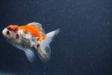 Juvenile Thai Oranda  Tricolor 3.5 Inch (ID#1015To13b-79) Free2Day SHIPPING