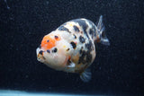 Jumbo Milk Cow Ranchu  Calico 4.5 Inch (ID#1210R9a-114)