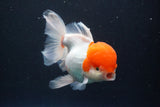 Thai Oranda  Red Cap 5.5 Inch (ID#830To13a-52) Free2Day SHIPPING