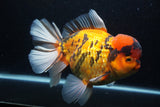 Giant Thai Oranda  Calico 8.5 Inch (ID#1227T13a-109)